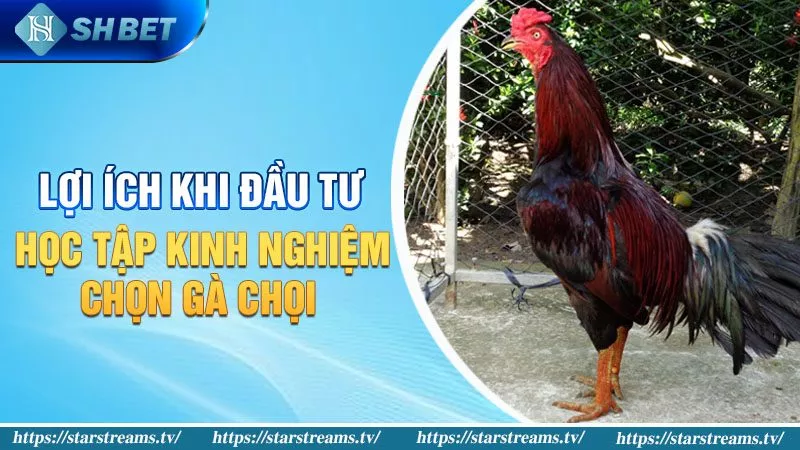 Bật Mí Kinh Nghiệm Chọn Gà Chọi Hay Gia Tăng Tỉ Lệ Thắng 1 Lợi ích khi học kinh nghiệm chọn gà chọi hay