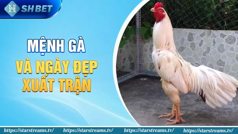 Gà Bướm Đá Ngày Nào Tốt? Bí Kíp Của Cao Thủ Chọi Gà! 2 Mệnh gà và ngày đẹp xuất trận